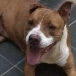 dona Benta