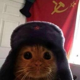 gatacomunista21