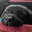 pikeE-