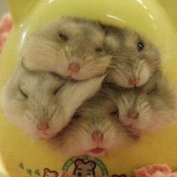 xXxHamster