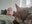 CatMad