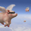 Pigs Fly