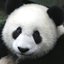 BigPanda