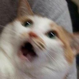 SercoTheCat