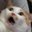 SercoTheCat