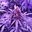 PUPRLE HAZE