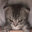 Angry Kittens