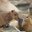 capybara's
