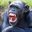 1_monkeys_1