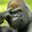 2v2apes (was deleted at: 2022-08-07T15:30:53.4516585Z)