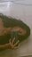 annysv