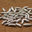 4 Silver Maggots