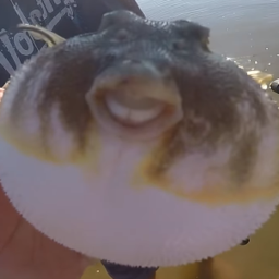 Sharky xD