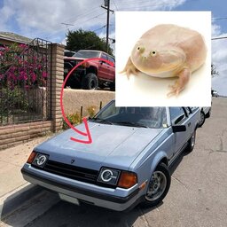 toyotafrog