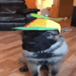 kikkogabe
