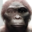 australopitecos