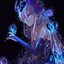 sofia18