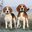 Bad News Beagles