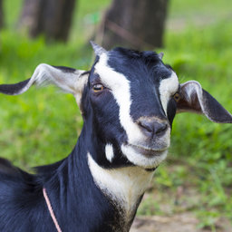 Erdogoat
