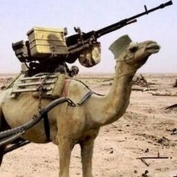 CAMELO TÁTICO REBAIXADO