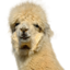 balcerzak00