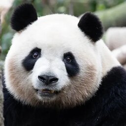 Pandin#5731