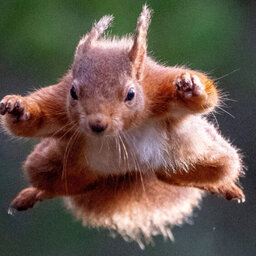 squirrel9276