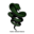 weedhila