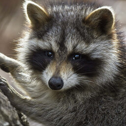 raccoon1