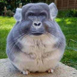 PORRALEOKRL