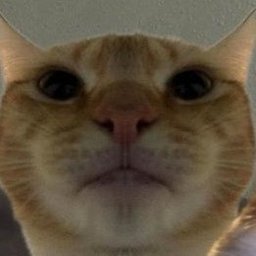 jebatkocky
