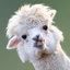 Memory Injected Lamas