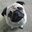 Mops Team