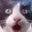 gatitosad