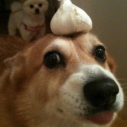 Petflaska