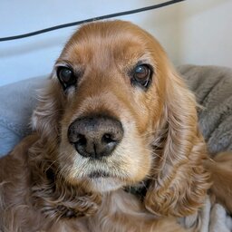 bently