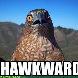 hawkgod