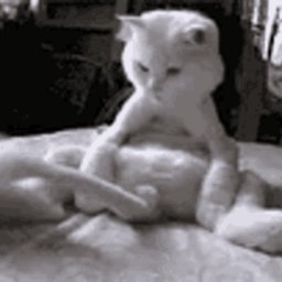 Buka gi puka