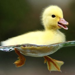 HardstuckDuck