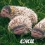 Ежжи