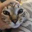 Chatpito