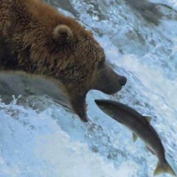 Bears