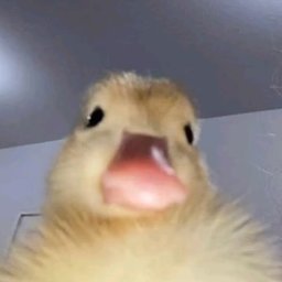 Deamonikk