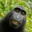Macacos Dançarinos