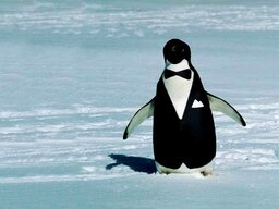 Penguin©