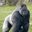 Gorillas 5