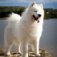 Dogs unleashed (was deleted at: 2021-10-15T16:47:05.8056990Z)