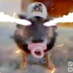 shiyabidayoxaviidayo
