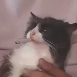 fatcatbb