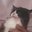 fatcatbb